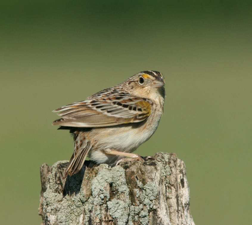 A brown grasshopper sparrow sits on a stump, in front of a blurred green background.